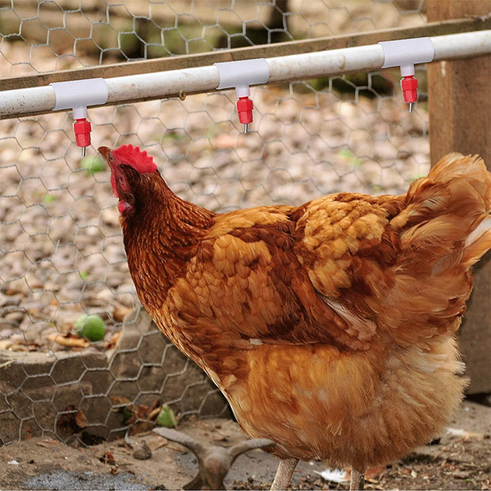 Chicken Drinker PVC Tee Fittin - Chicken Nipple Drinker avaliação e preço