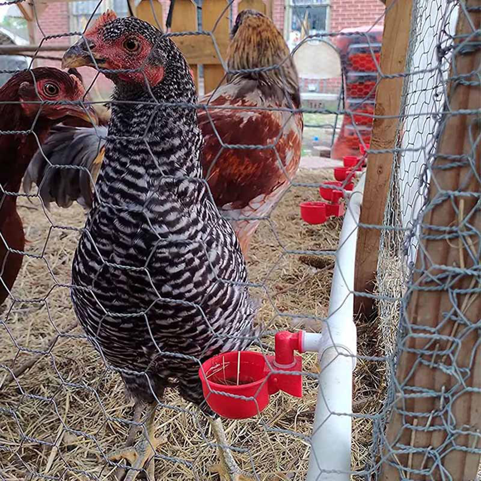 Chicken Drinker PVC Tee Fittin - Chicken Nipple Drinker avaliação e preço