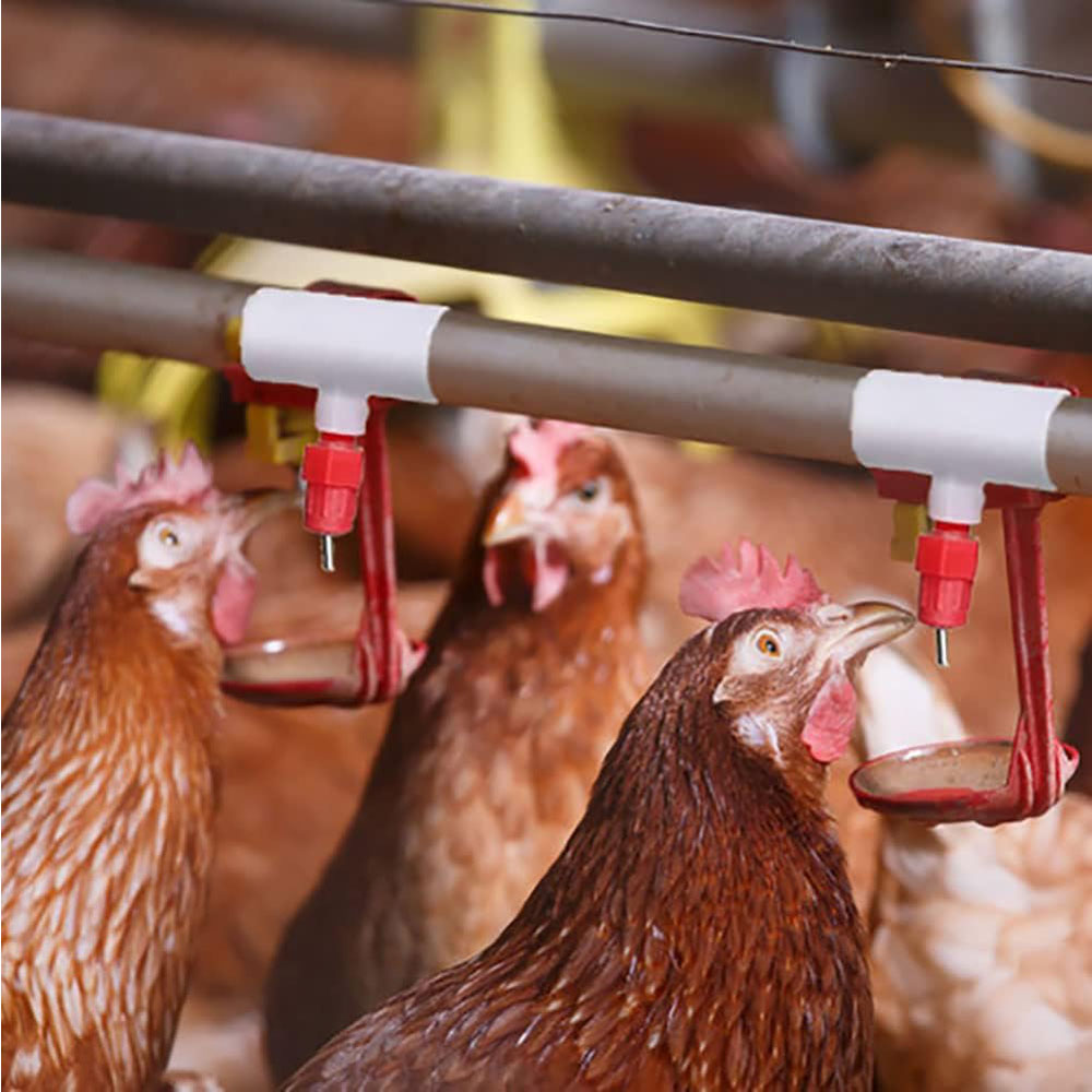 Chicken Waterer PVC Tee Fittin - Chicken Nipple Drinker avaliação e preço