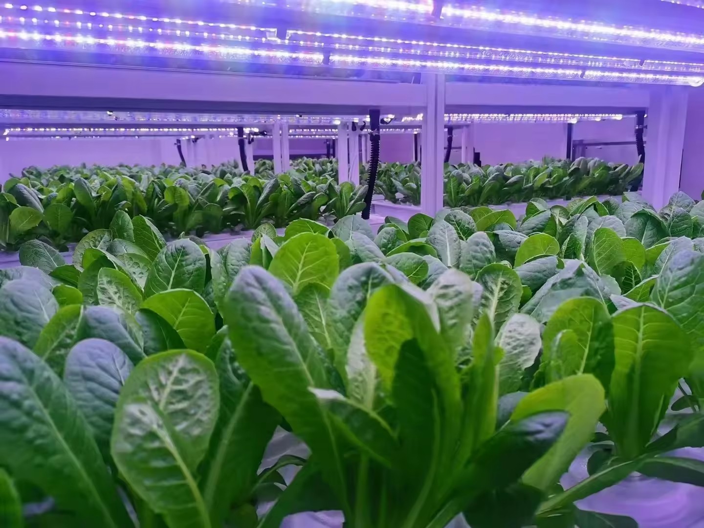 f Greenhouse Agricultural Equi - Agriculture Farming System avaliação e preço